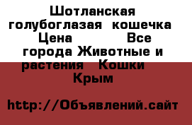 Шотланская голубоглазая  кошечка › Цена ­ 5 000 - Все города Животные и растения » Кошки   . Крым